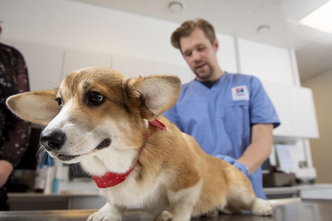 Floki sēklinieku pārbaude