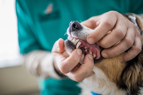 veterinārā zobārstniecība