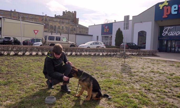 Kā suni atradināt no vēlmes nogaršot citu dzīvnieku izkārnījumus? Suņu skolas trenera padomi