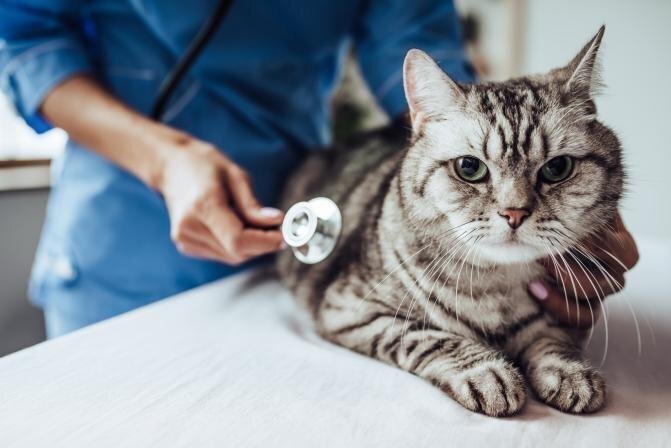 Gaidīsim PetCity veterinārajā klīnikā!