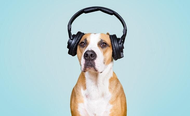 suns un skaņu fobijas