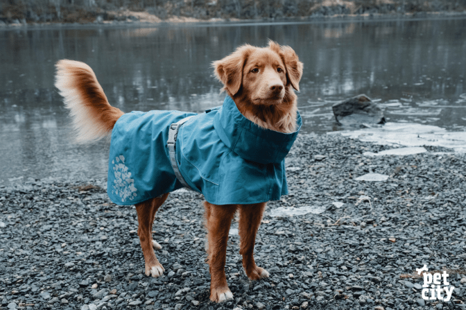 Kā izvēlēties laikapstākļiem atbilstošu apģērbu savam sunim? Ieteikumi.