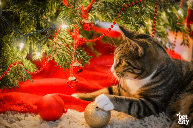 Mājdzīvnieku droša Ziemassvētku eglīte. Veterinārārsta ieteikumi.