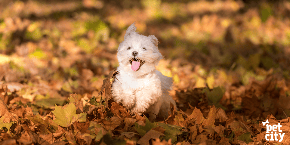 7 rudens biedi sunim: ieteikumi drošām pastaigām ārā