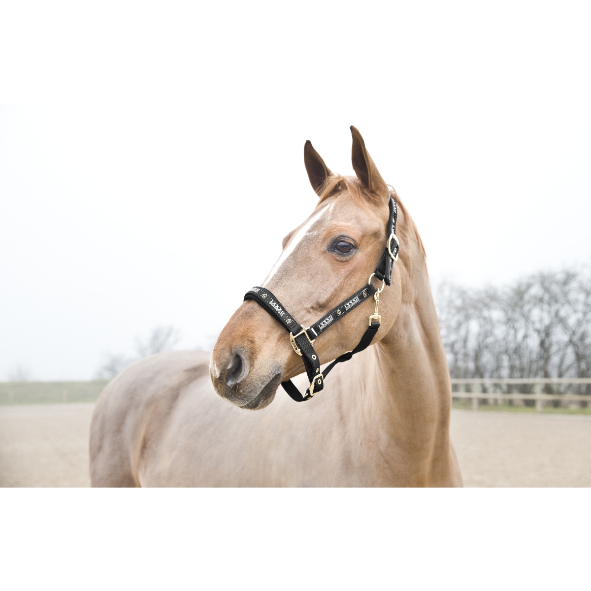 Horze Hamptons PONY päitsed, must - Produkta attēls