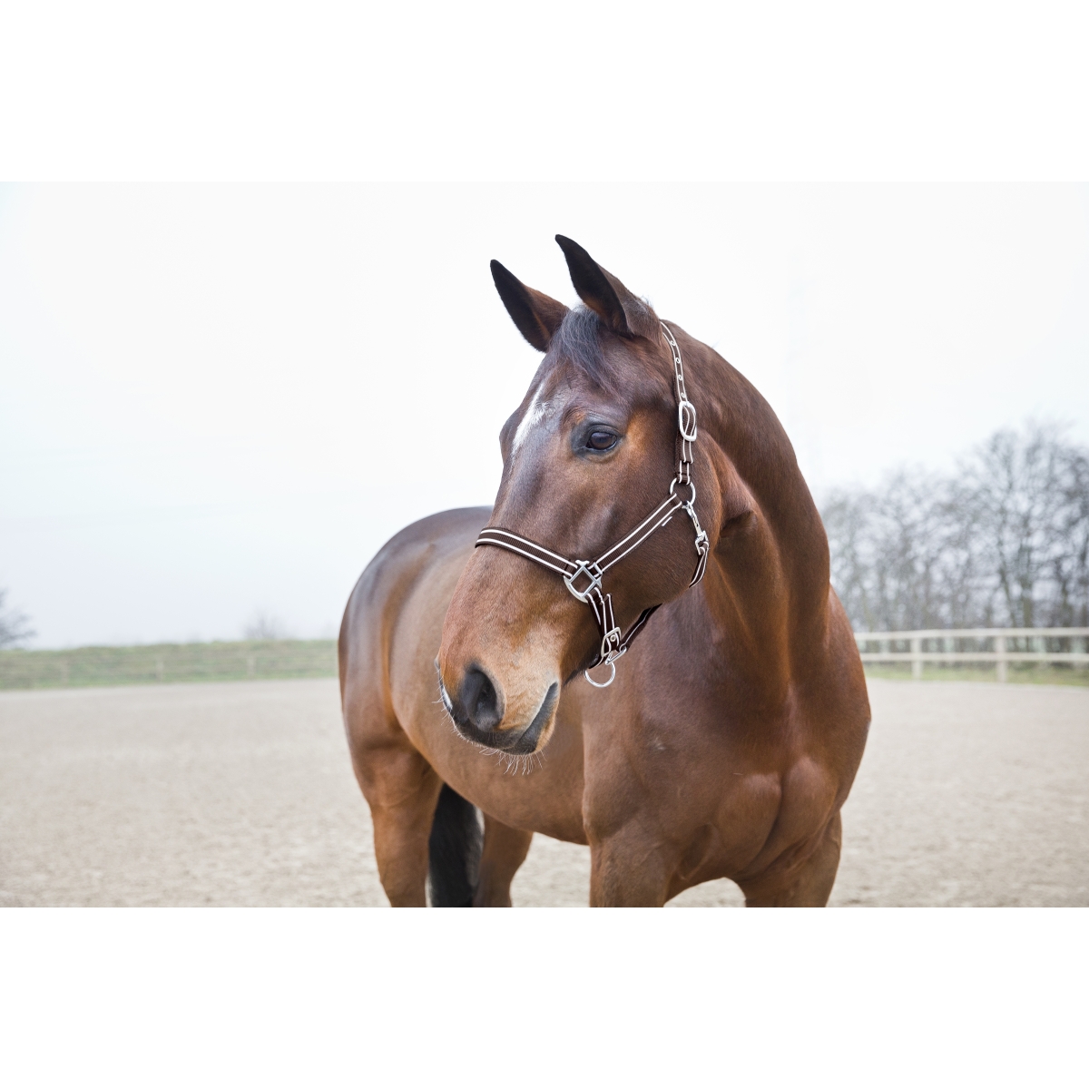 Horze Nice COB päitsed, pruun - Produkta attēls