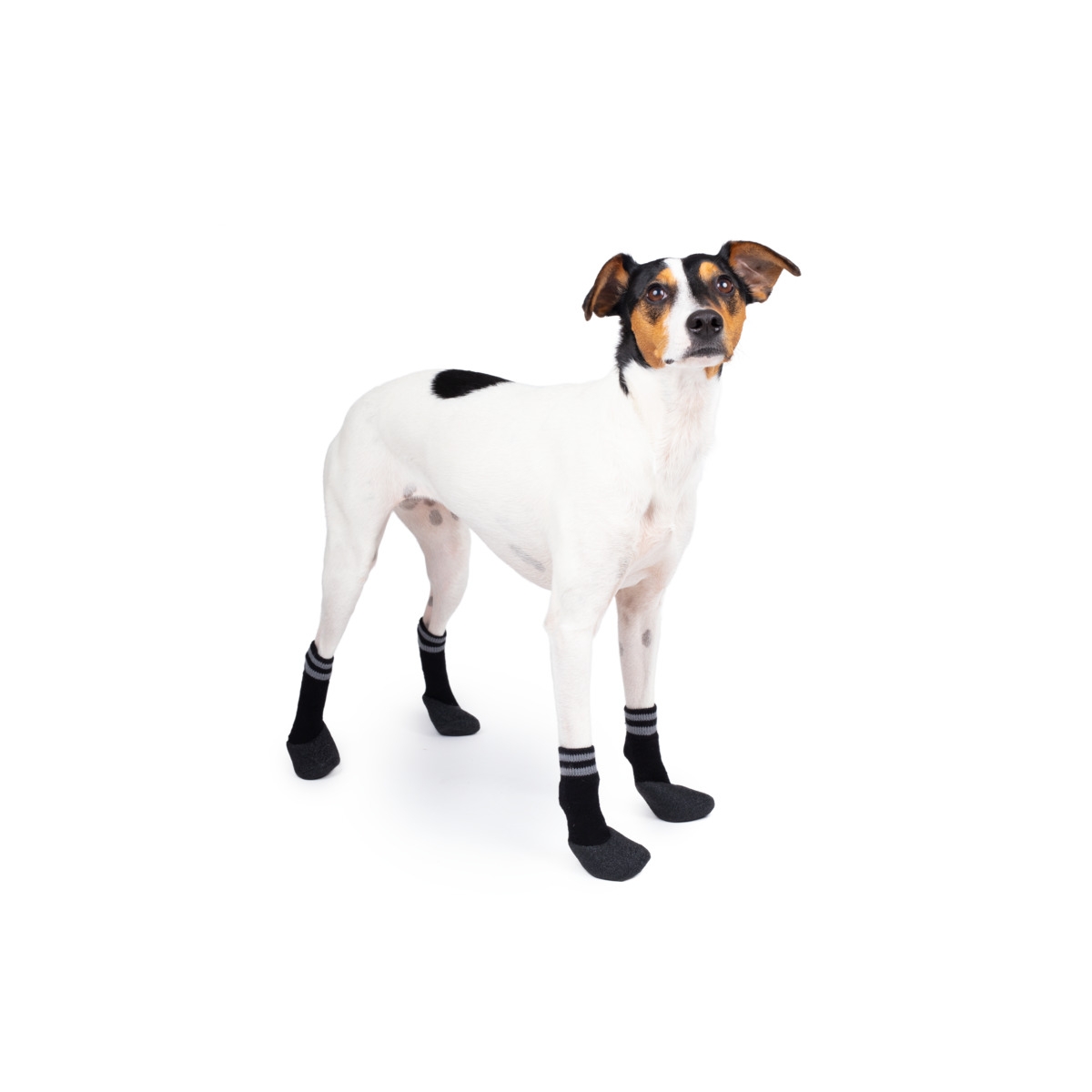 BASIC Zābaciņi suņiem, 3.izmērs, 4gb, melni - Produkta attēls