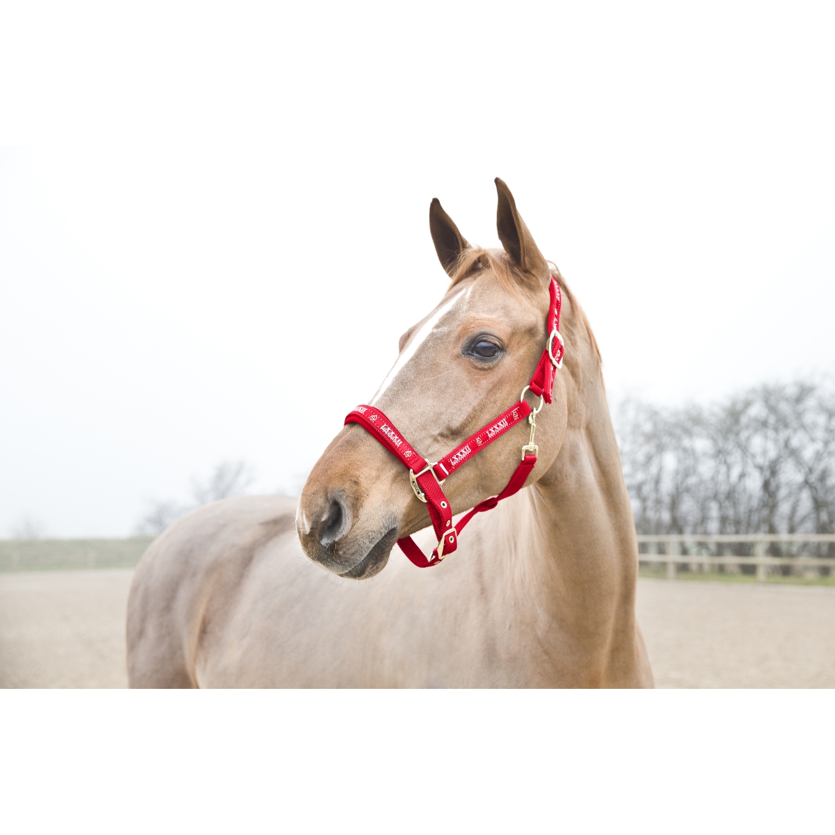 Horze Hamptons COB päitsed, punane - Produkta attēls