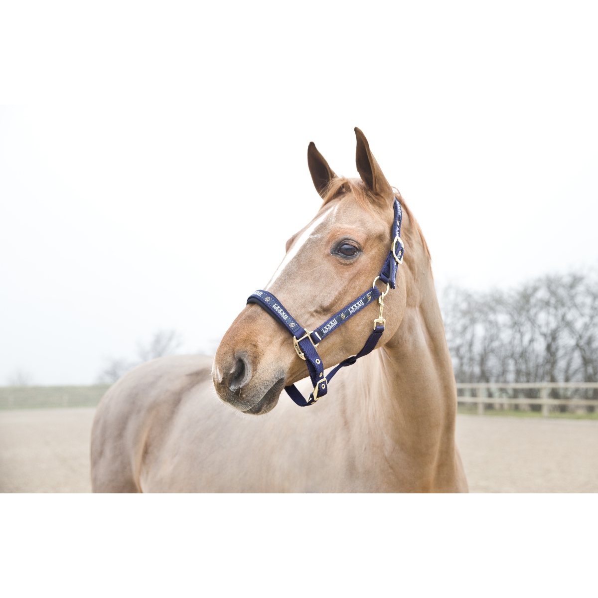 Horze Hamptons COB päitsed, tumesinine - Produkta attēls