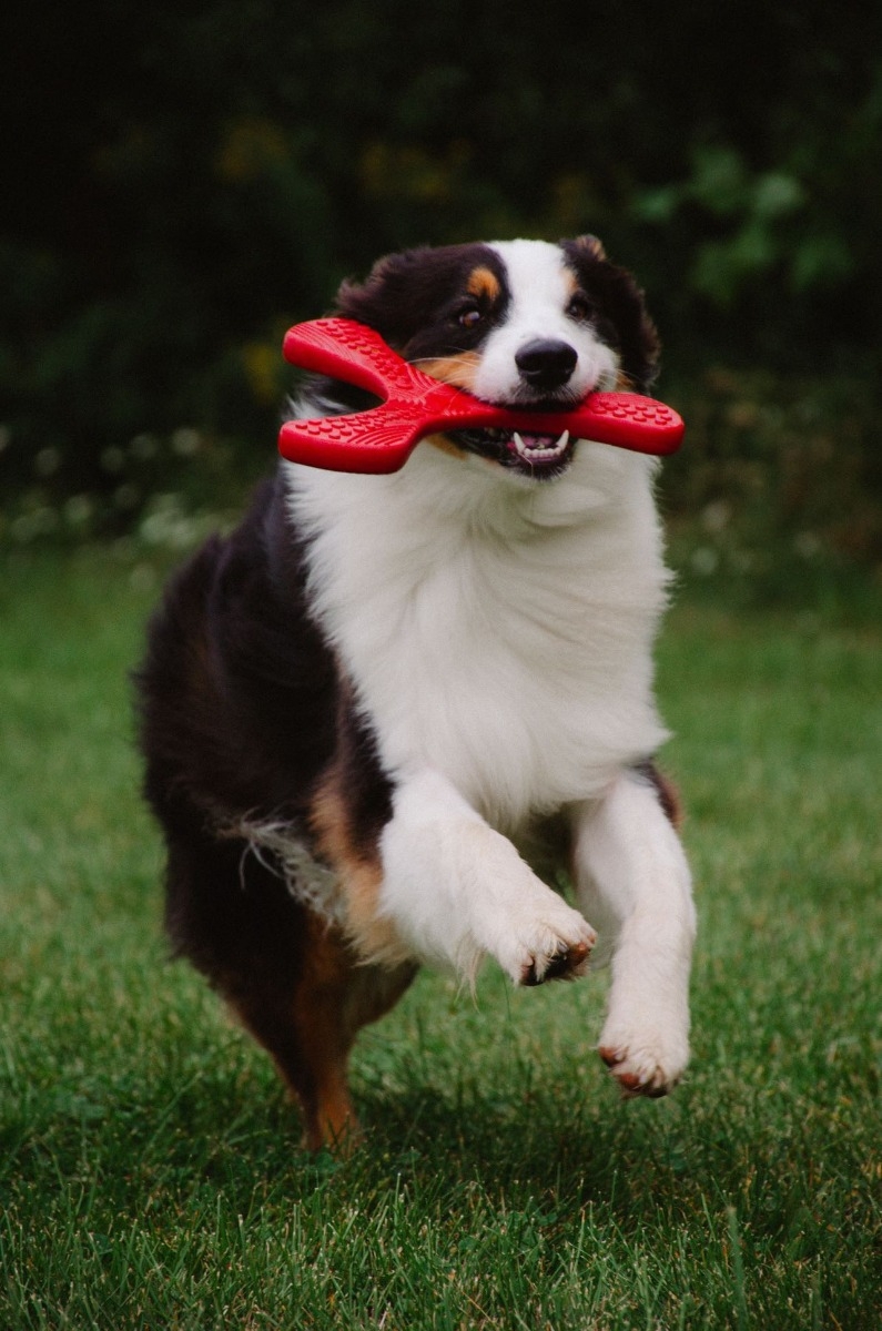 N-GAGE Hydro Propeller rotaļlieta suņiem,28 x 26 x 1 cm - Produkta attēls 2