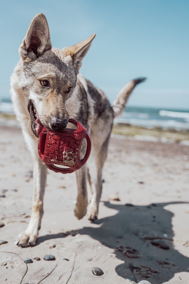 N-GAGE Hydro Handler rotaļlieta suņiem, 15 x 15 x 14 cm - Produkta attēls 2