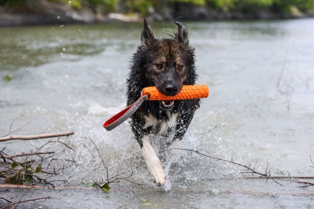 N-GAGE Classic Bumper rotaļlieta suņiem, 46 x 5 x 4 cm - Produkta attēls 2