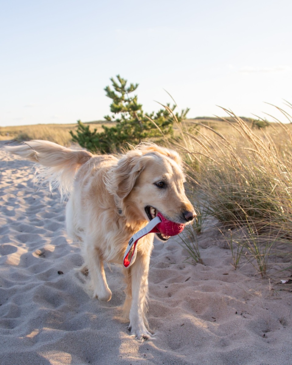 N-GAGE Classic Handler rotaļlieta suņiem, M - Produkta attēls 2