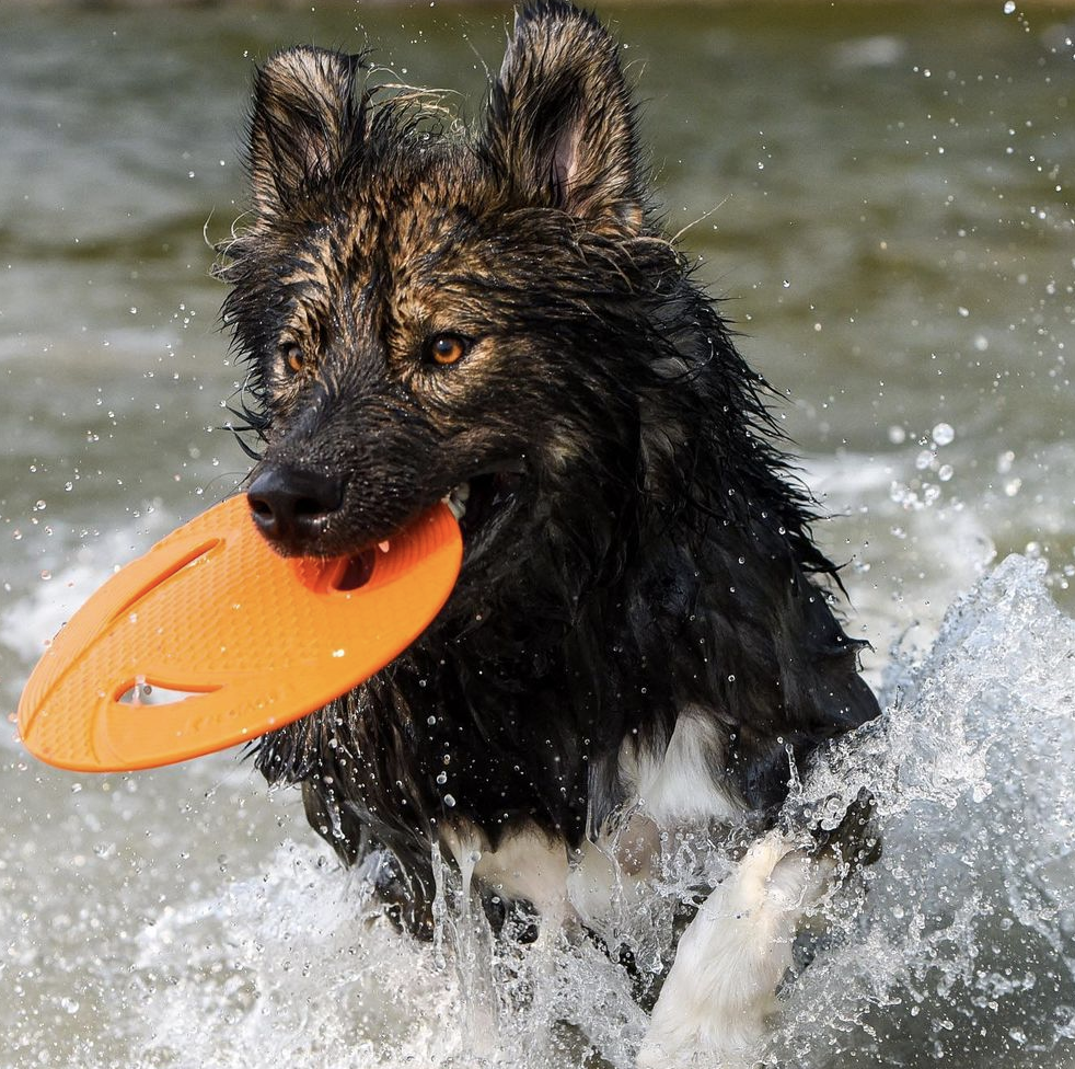 N-GAGE Classic Flyer rotaļlieta suņiem, d- 23cm - Produkta attēls 2