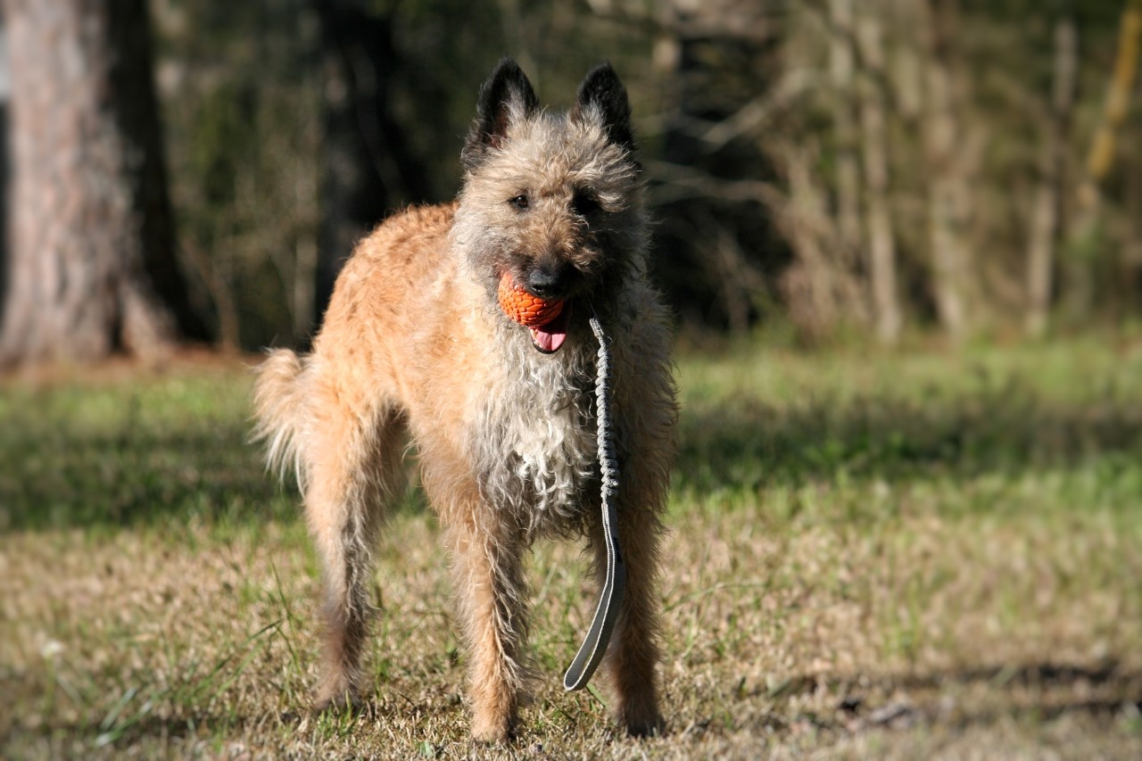 N-GAGE Bungee Handler rotaļlieta suņiem, 50 x 6,3 x 6,2 cm - Produkta attēls 2