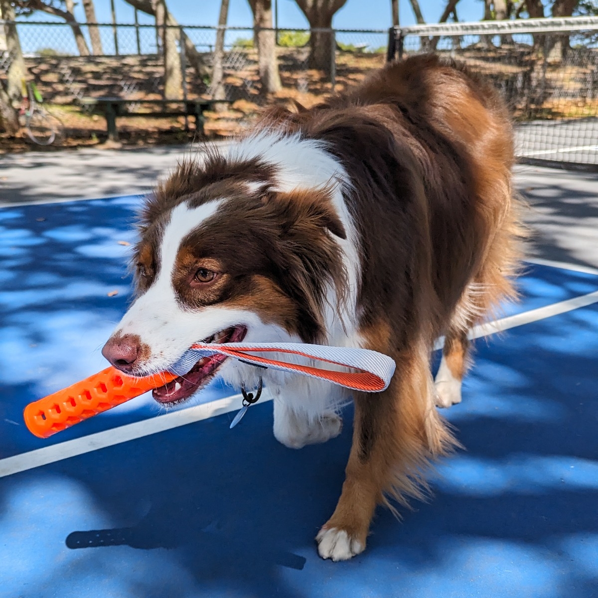 N-GAGE Active Bumper rotaļlieta suņiem, S - Produkta attēls 2