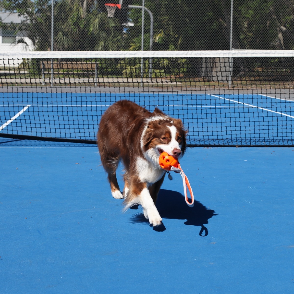 N-GAGE Active Handler rotaļlieta suņiem, M - Produkta attēls 2