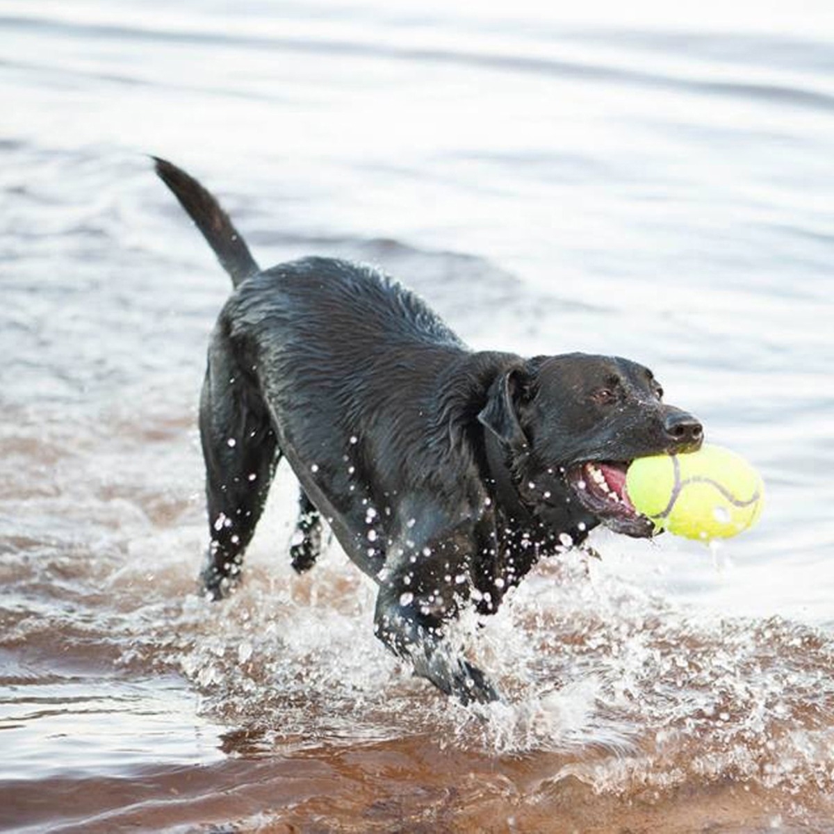 KONG AirDog Squeakair Football bumba M - Produkta attēls 3