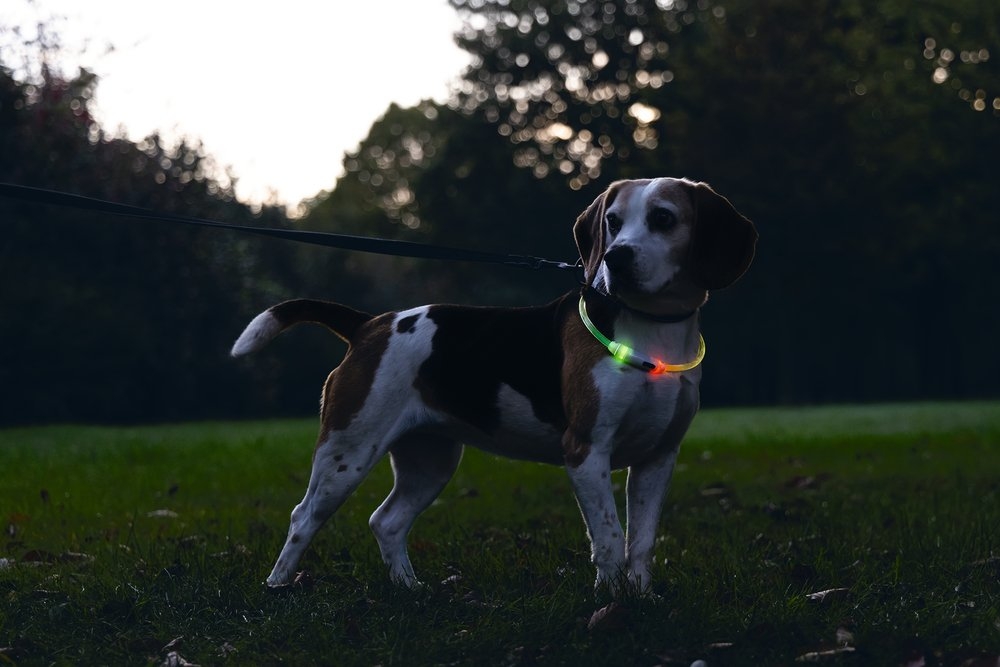 BEEZTEES Dogini Led + USB kakla siksna, 65 cm x10 mm, multi - Produkta attēls 4