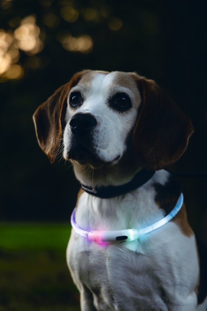 BEEZTEES Dogini Led + USB kakla siksna, 65 cm x10 mm, multi - Produkta attēls 3