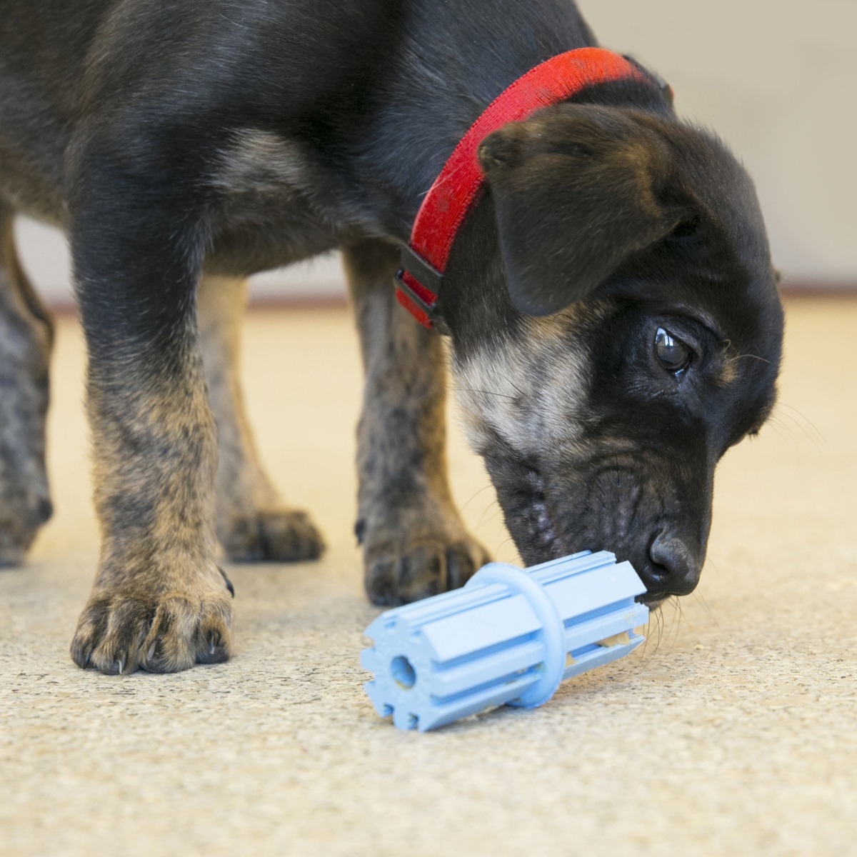 KONG Puppy Teething Stick rotaļlieta kucēniem, L - Produkta attēls 4