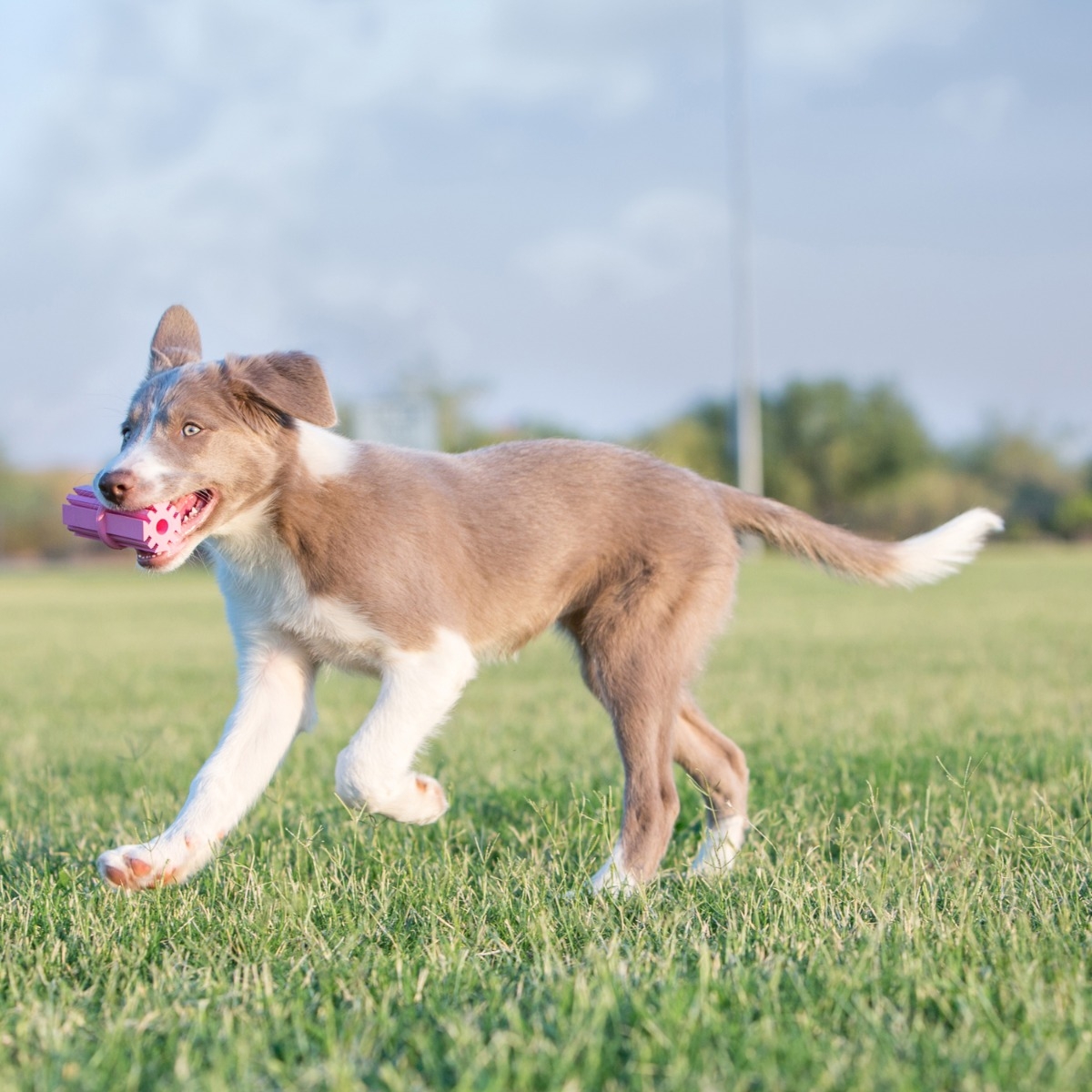 KONG Puppy Teething Stick rotaļlieta kucēniem, M - Produkta attēls 4
