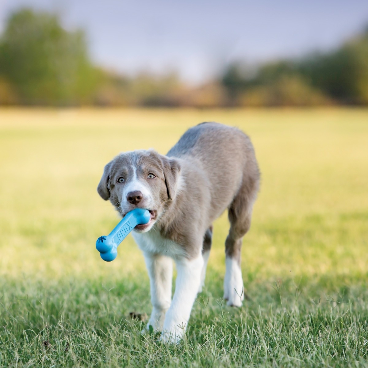 KONG Puppy Goodie Bone rotaļlieta kucēniem, S - Produkta attēls 5