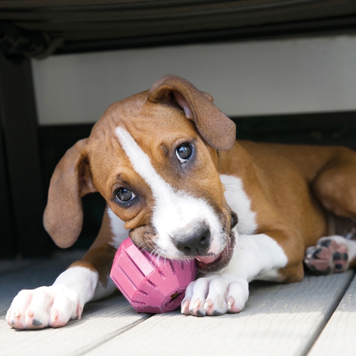 KONG Puppy Activity Ball, rotaļu bumba kucēniem, S - Produkta attēls 2