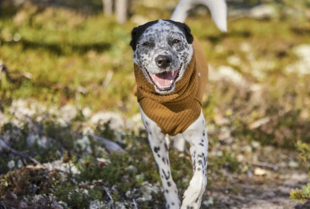 HURTTA ECO Midlayer Warming jaka suņiem, 55, tuksnesis - Produkta attēls 4