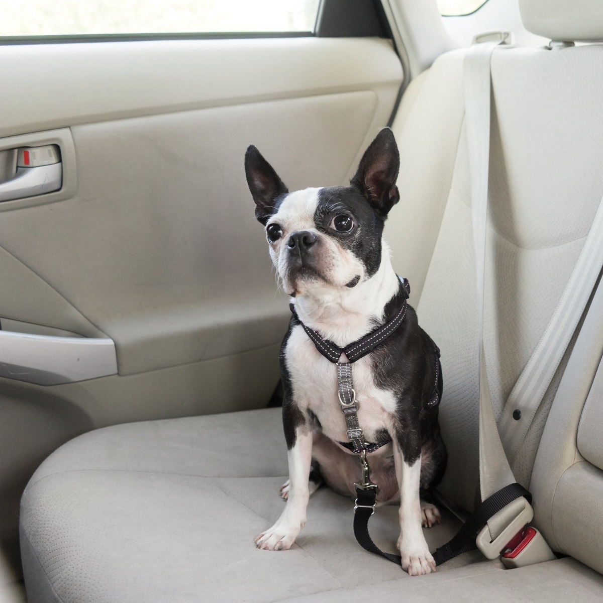 PetSafe 3in1 krūšu siksna  un auto ierobežotājsistēma suņiem,XS,melna - Produkta attēls 2