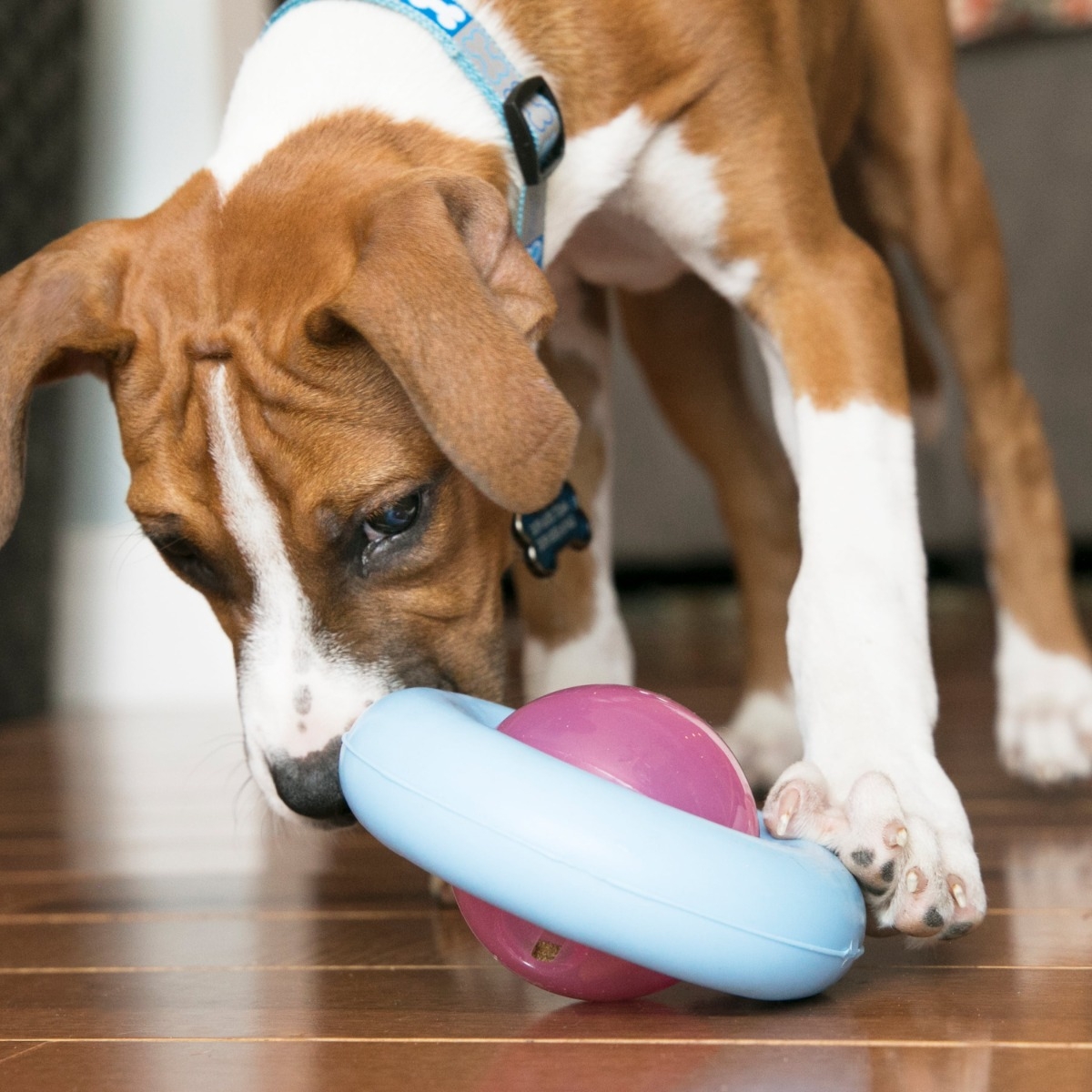 KONG Gyro Puppy rotaļlieta kucēniem - Produkta attēls 3