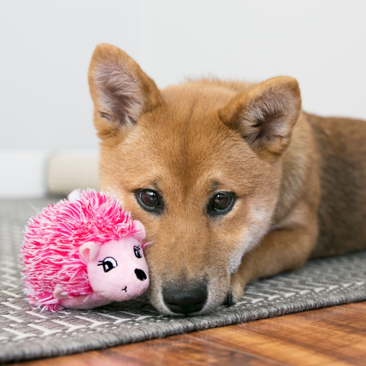 KONG Comfort Hedgehug Puppy rotaļlieta suņiem, S - Produkta attēls 4
