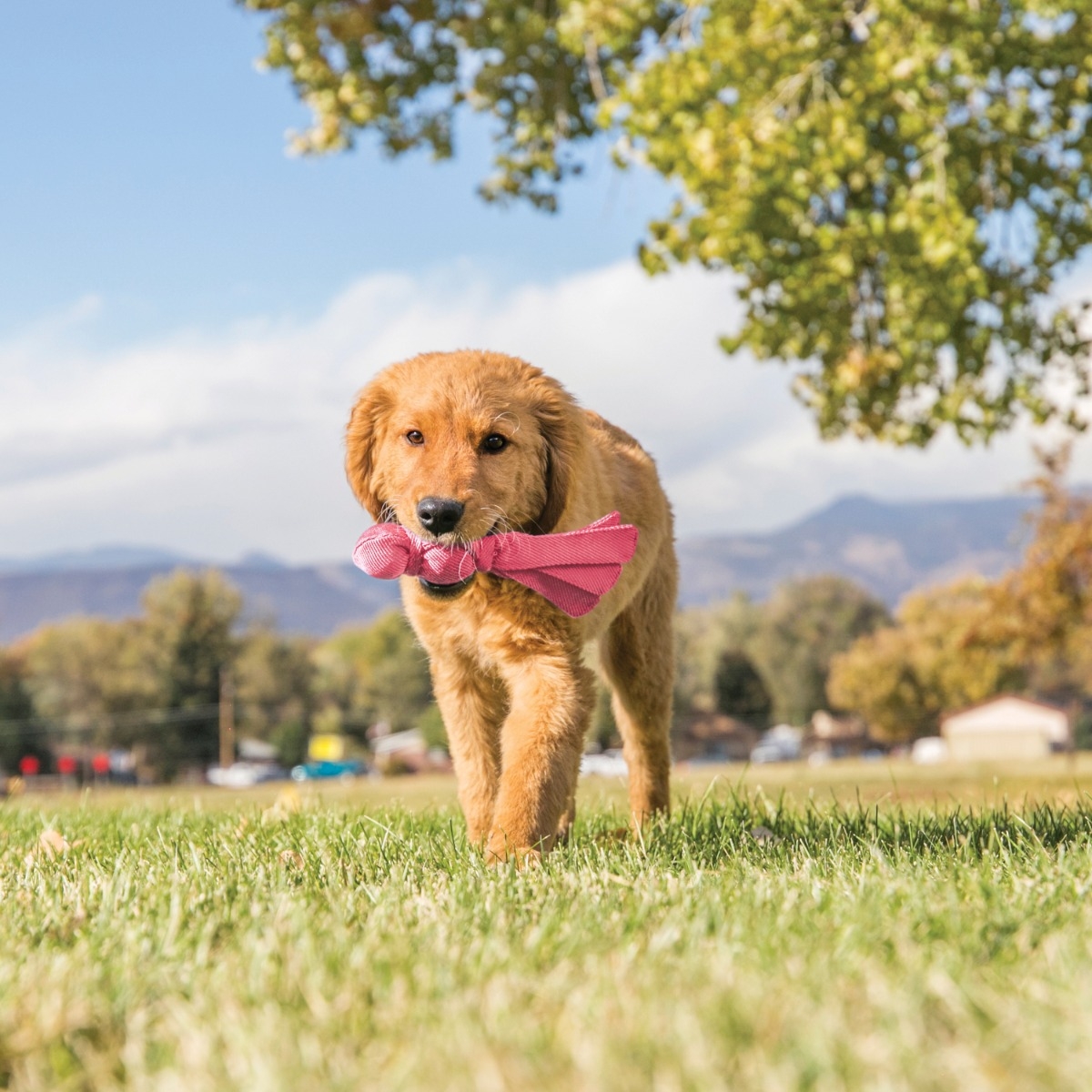 KONG Wubba Puppy rotaļlieta kucēniem, S - Produkta attēls 4