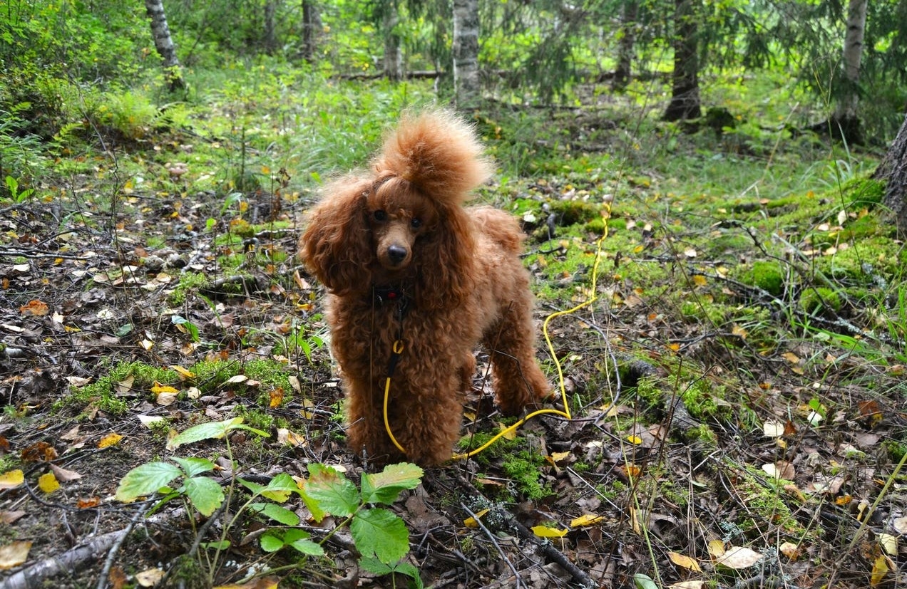 RUKKA Biodipro Track pavada suņiem,L, 10m - Produkta attēls 4