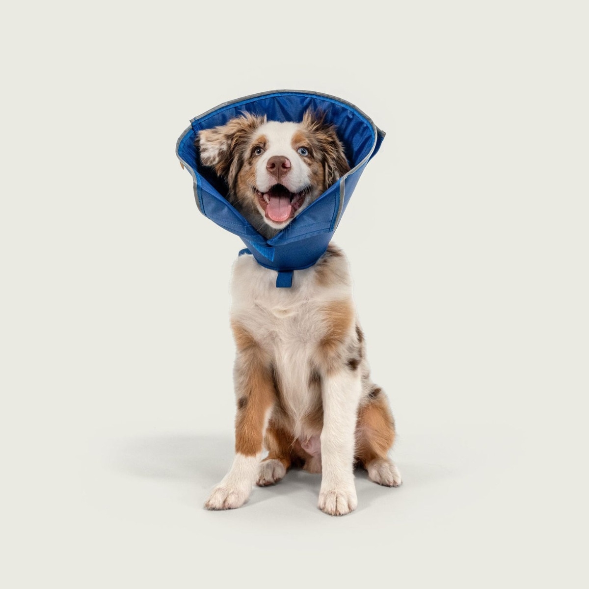 KVP Calmer apkakle, S, 15 cm - Produkta attēls 4