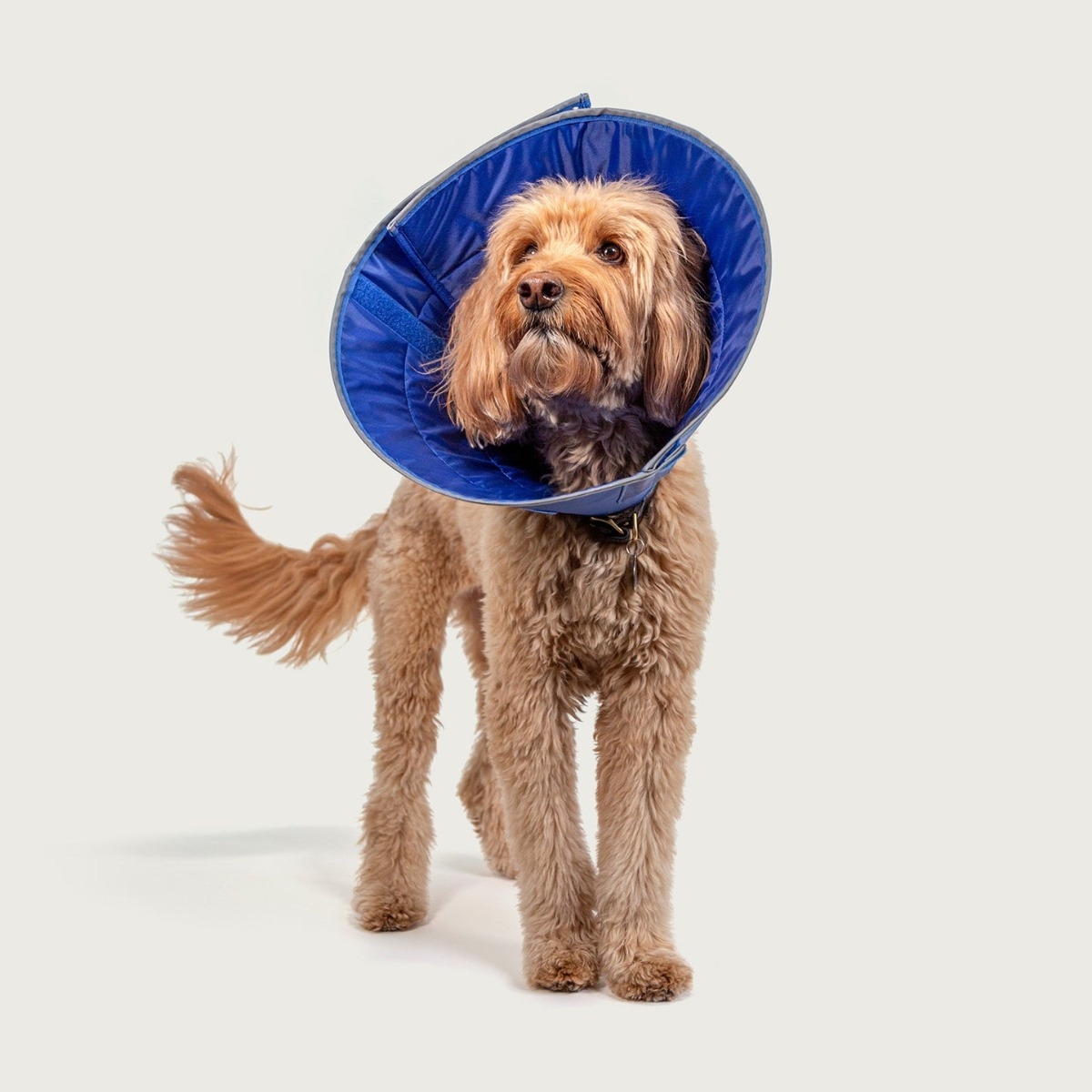 KVP Calmer apkakle, S, 15 cm - Produkta attēls 3