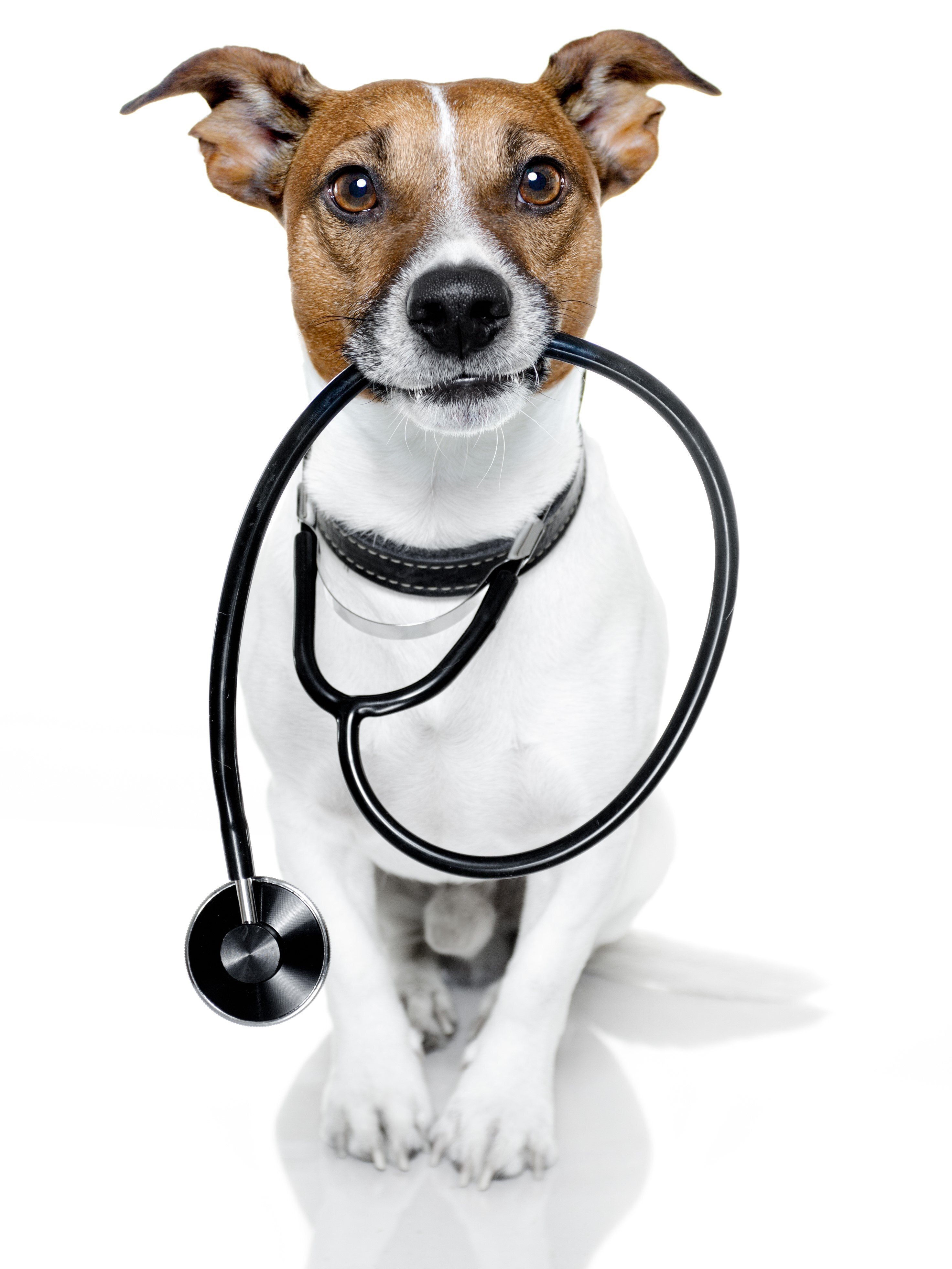 PetCity veterinārajā klīnikā iespēja veikt pilnu mīluļa veselības pārbaudi!