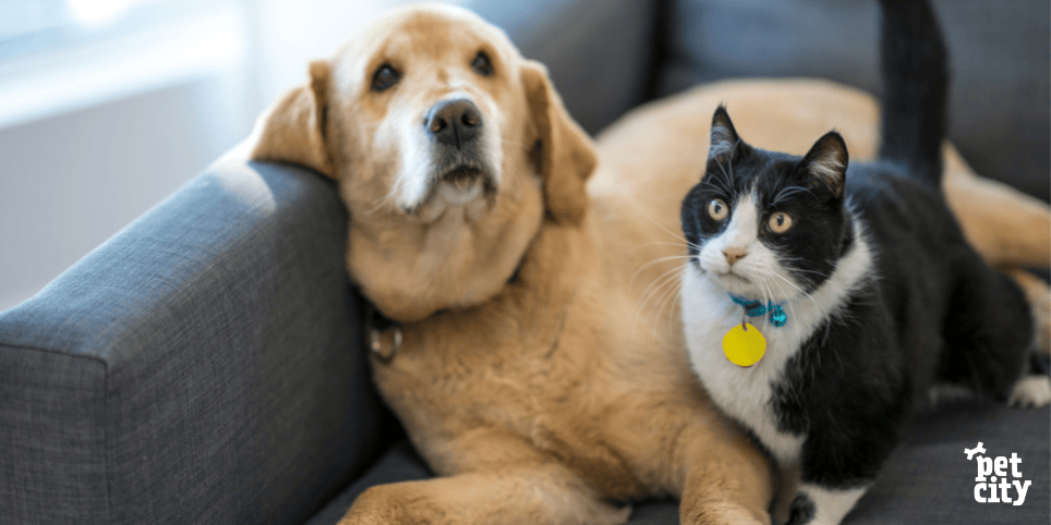 Suns un kaķis uz divāna