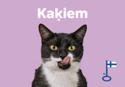 Kaķiem