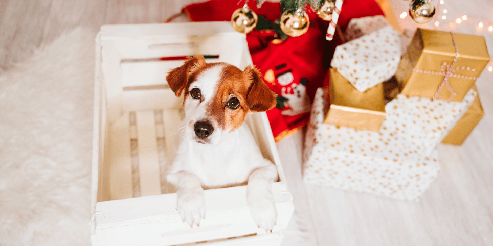 Ziemassvētku dāvanas un suns